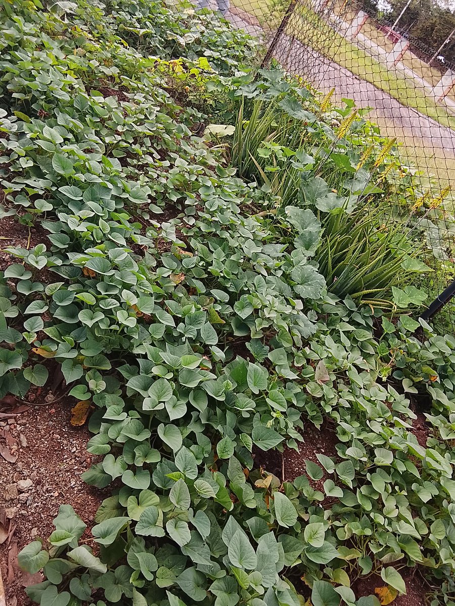 La Tècnica Canina de la #AduanaCamagüey garantiza la alimentación de sus canes con la siembra de viandas.