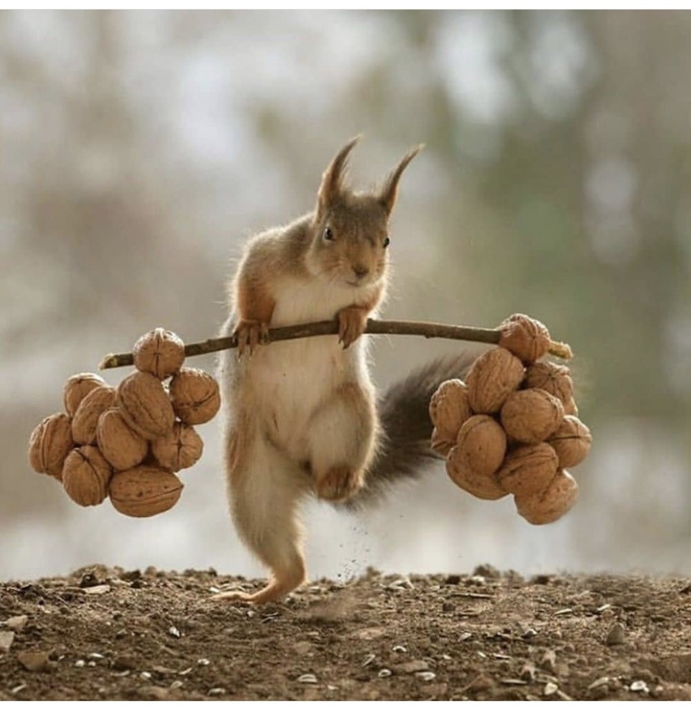 FunqSir's tweet image. Got that right .
#endimmigration 
#notyourmule 
#HYON