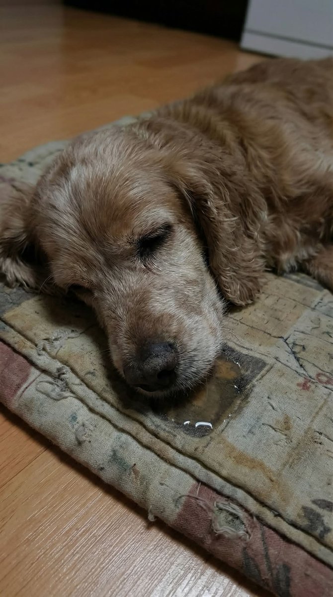 I lost my baby this morning, only the heartless won't say RIP. 😭 😭