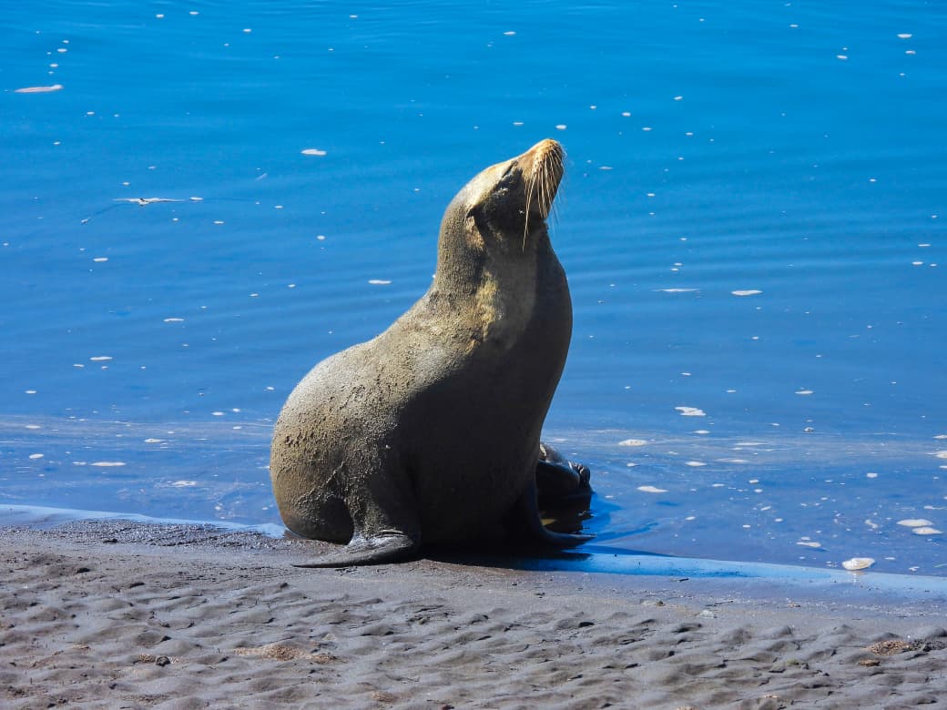 MedioAmbienteSV's tweet photo. Un león marino se encuentra temporalmente en playas de nuestra costa, tomando una pausa para recuperar energía antes de continuar su ruta. Durante este periodo es fundamental permitirle descansar sin interrupciones.

Evita acercarte, rodearlo o generar ruido innecesario. Es fauna silvestre y cualquier alteración puede generarle estrés.

Nuestros guardarrecursos permanecen en el área brindando seguimiento. Atiende sus indicaciones y contribuyamos a que este visitante continúe su recorrido de forma segura.