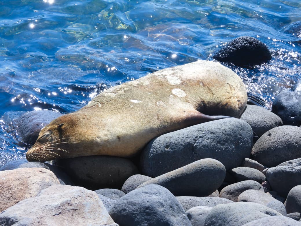 MedioAmbienteSV's tweet photo. Un león marino se encuentra temporalmente en playas de nuestra costa, tomando una pausa para recuperar energía antes de continuar su ruta. Durante este periodo es fundamental permitirle descansar sin interrupciones.

Evita acercarte, rodearlo o generar ruido innecesario. Es fauna silvestre y cualquier alteración puede generarle estrés.

Nuestros guardarrecursos permanecen en el área brindando seguimiento. Atiende sus indicaciones y contribuyamos a que este visitante continúe su recorrido de forma segura.