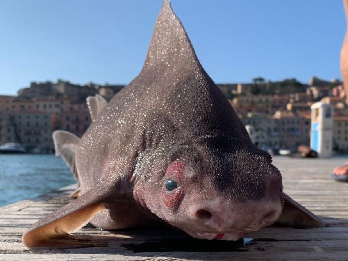 ᛕꪮꪀꪮ ᦔ꠸ꪮ ᦔꪖ tweet media