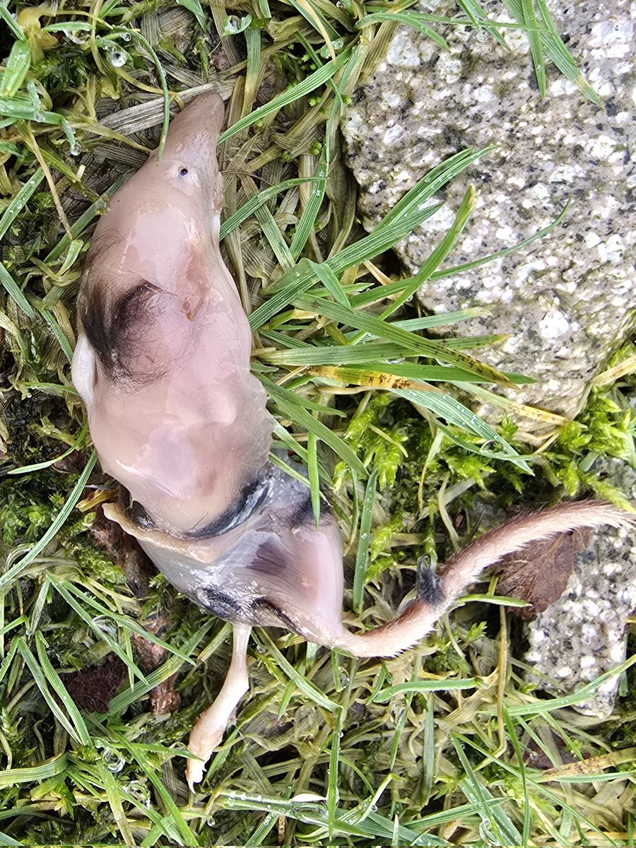 No one means to kill wildlife, please don't leave your drinks cans lying around.
Litter picked this can today. Shook to empty and discover this shrew inside. Crawled in and couldn't get out, exhausted or drowned 😢 What an awful way to die