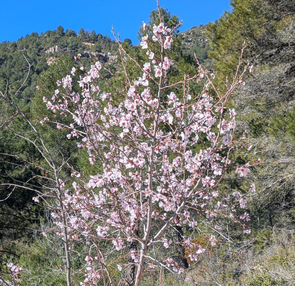M Montserrat Domingo tweet media