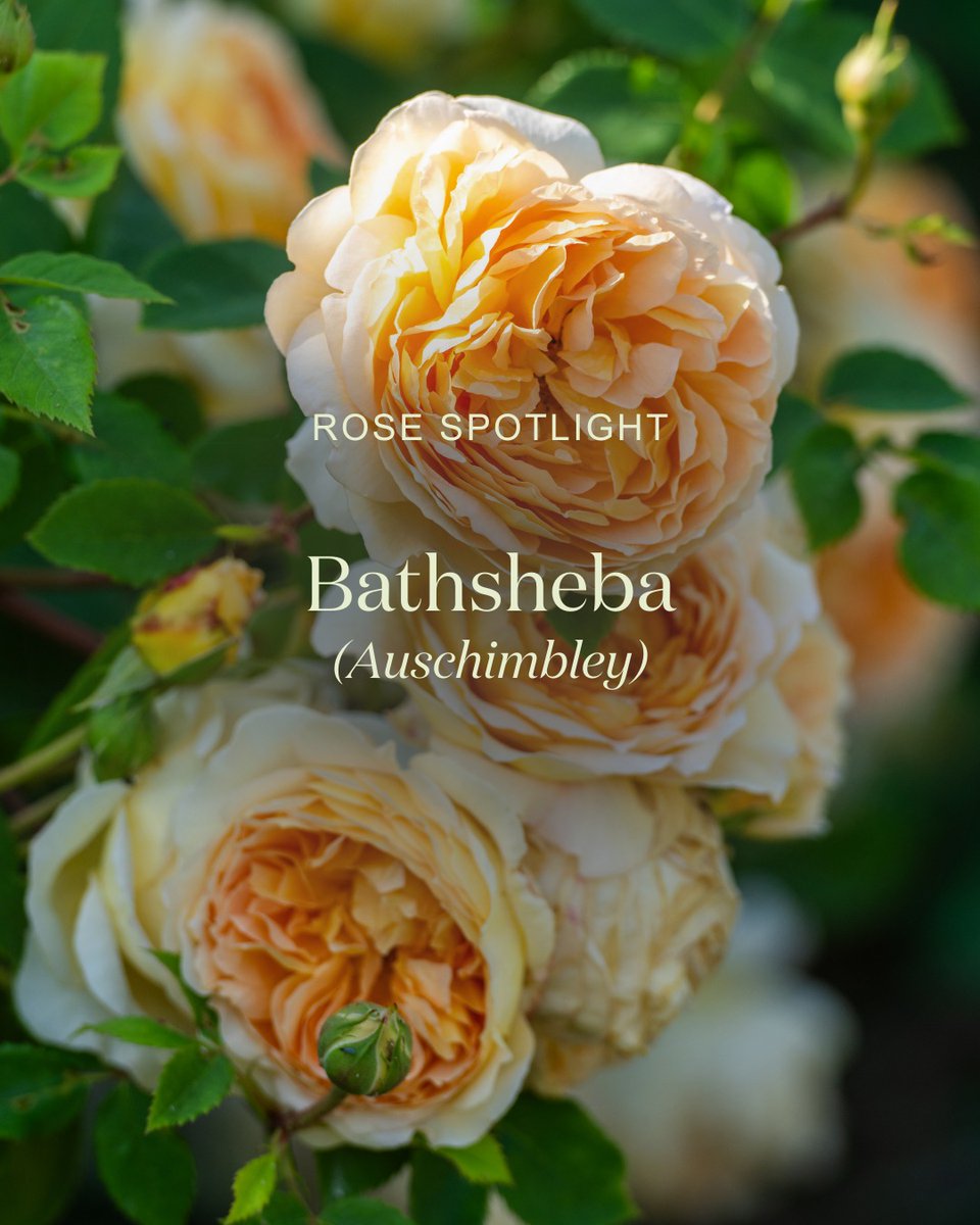 David Austin Roses tweet media