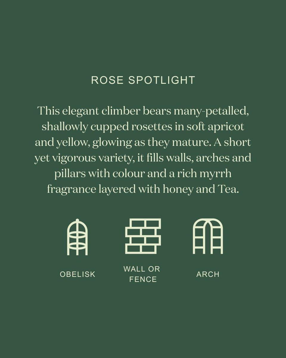 David Austin Roses tweet media