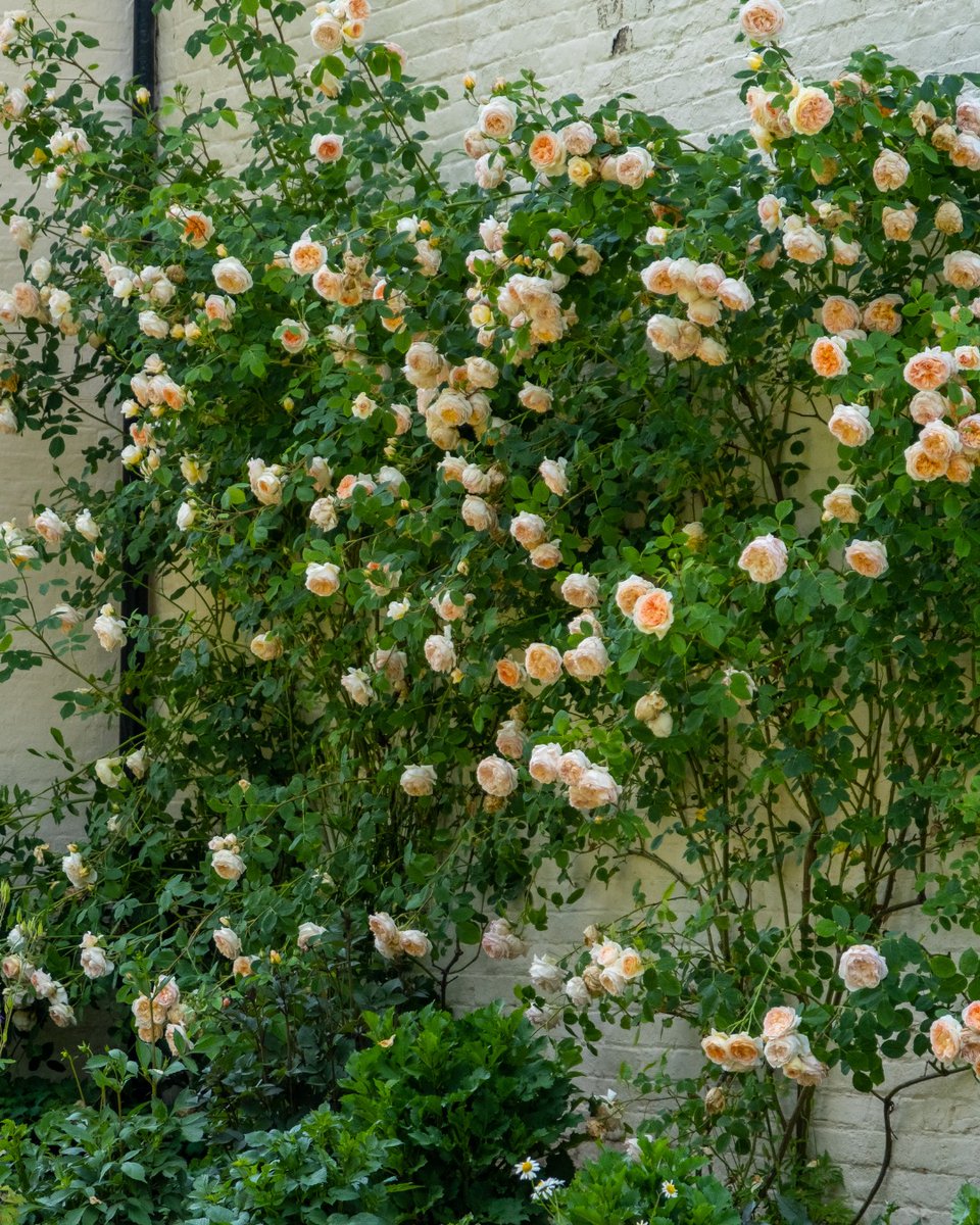 David Austin Roses tweet media