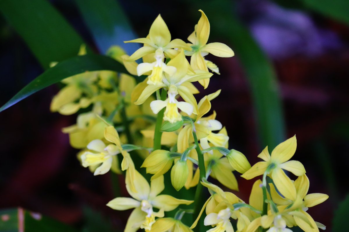 この前のとは別株のキエビネです。 黄海老根。 （昨年5月上旬撮影