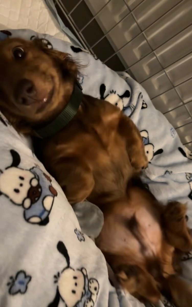 🥚AgentEgghead🥚 tweet media