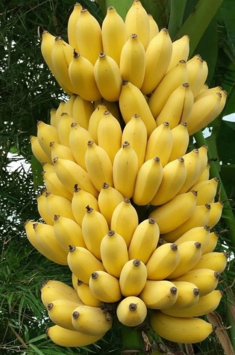 steventeaster's tweet image. Happy Monday brothers and sisters. Anybody else go any #bananas?
Whew!
Our world is a ball of confusion. That's what the world is today. Hey hey