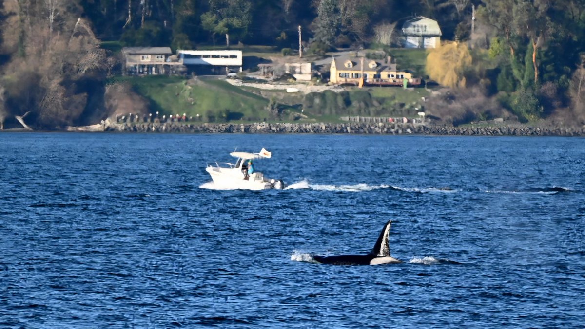 djfearz's tweet photo. Yesterday walk was the best of the year yet in PNW https://t.co/7XaODkuFLX