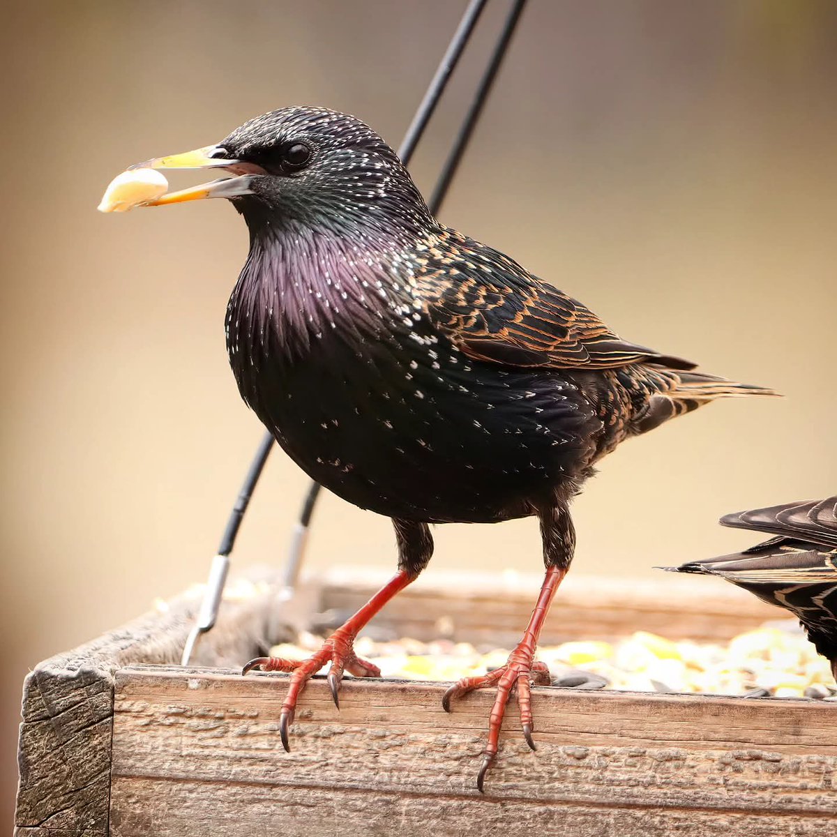 birdhouse_love's tweet photo. Everyone gets excited when shelled peanuts arrive...
#starlings #starling #ohiobirds #ohiobirdworld #birdcommunity #ohiobirdlovers https://t.co/VUKnEYLkKD