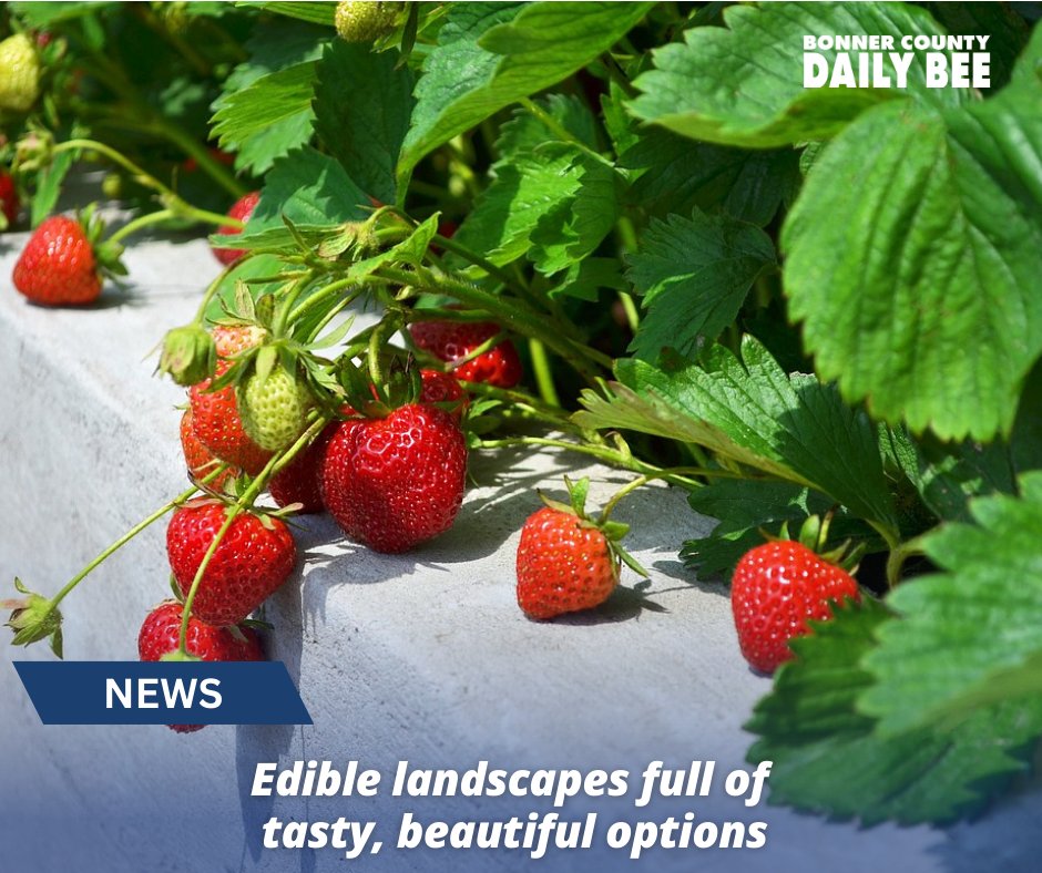 Bonner County Daily Bee tweet media