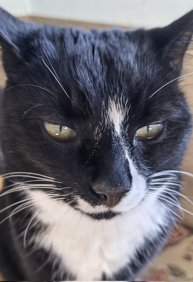 Rutherfordcare's tweet photo. Mac says hi #catsofx https://t.co/1BNG9IWx6O