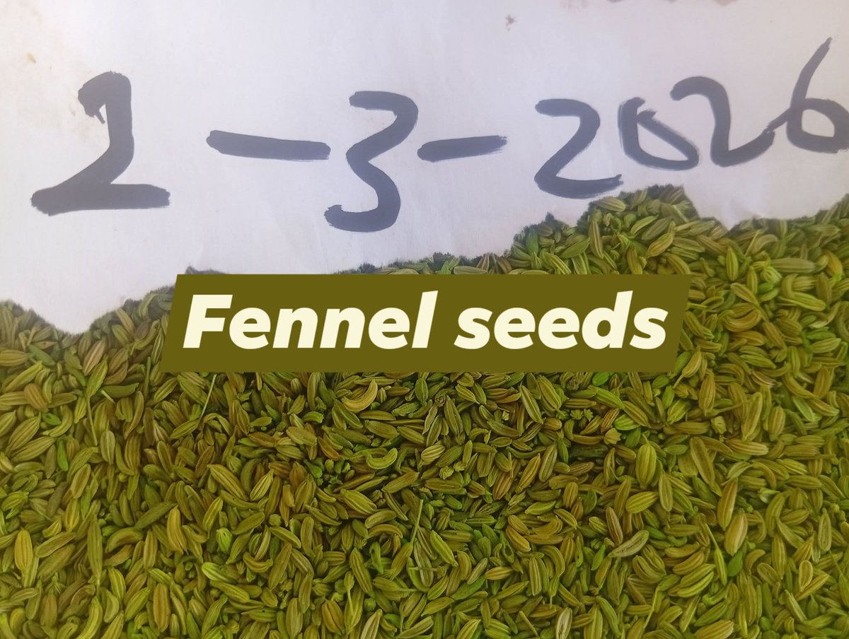 Bolasky01's tweet image. Fennel Seeds Now Available!
(10 kg) at ₦38,000 –
+2348162243381
#Fennel 
#herbs
#spices
Other spices and herbs and grains are available both in kg and tons.
