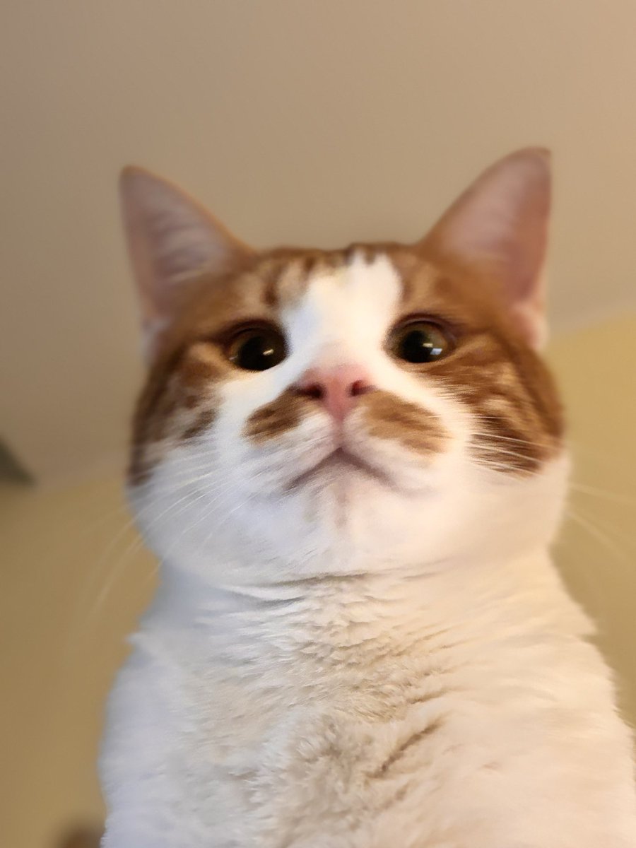 Un mese fa, circa, la gatta mi ha graffiato sul viso regalandomi un occhio nero 
Oggi il gatto Giulio ha attivato l’antifurto (è la seconda volta che lo fa…) cn conseguente chiamata dei carabinieri……