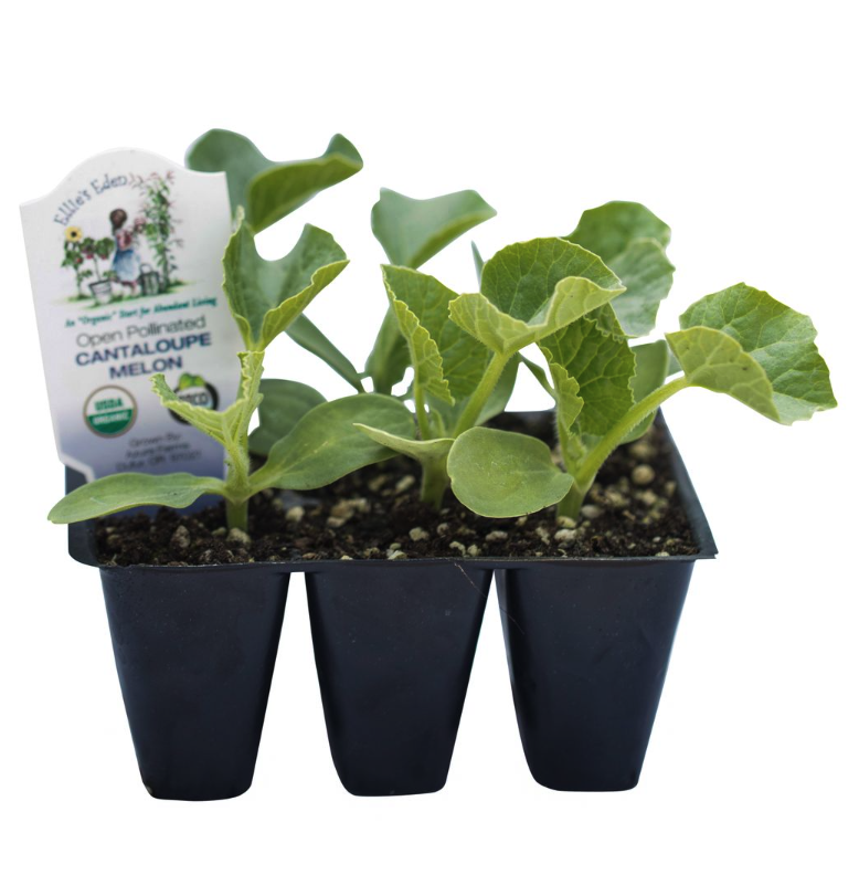 Azure Standard tweet media