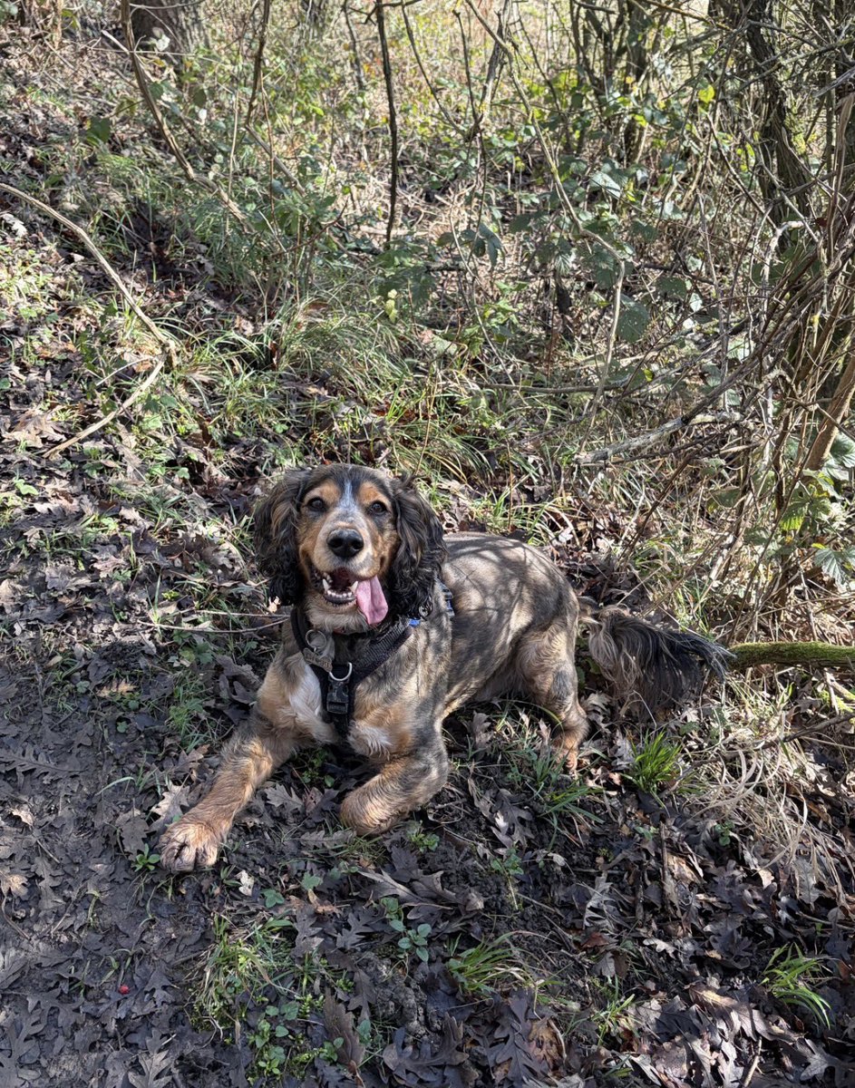 Reggie the Cocker 🐶 🐾👹 tweet media