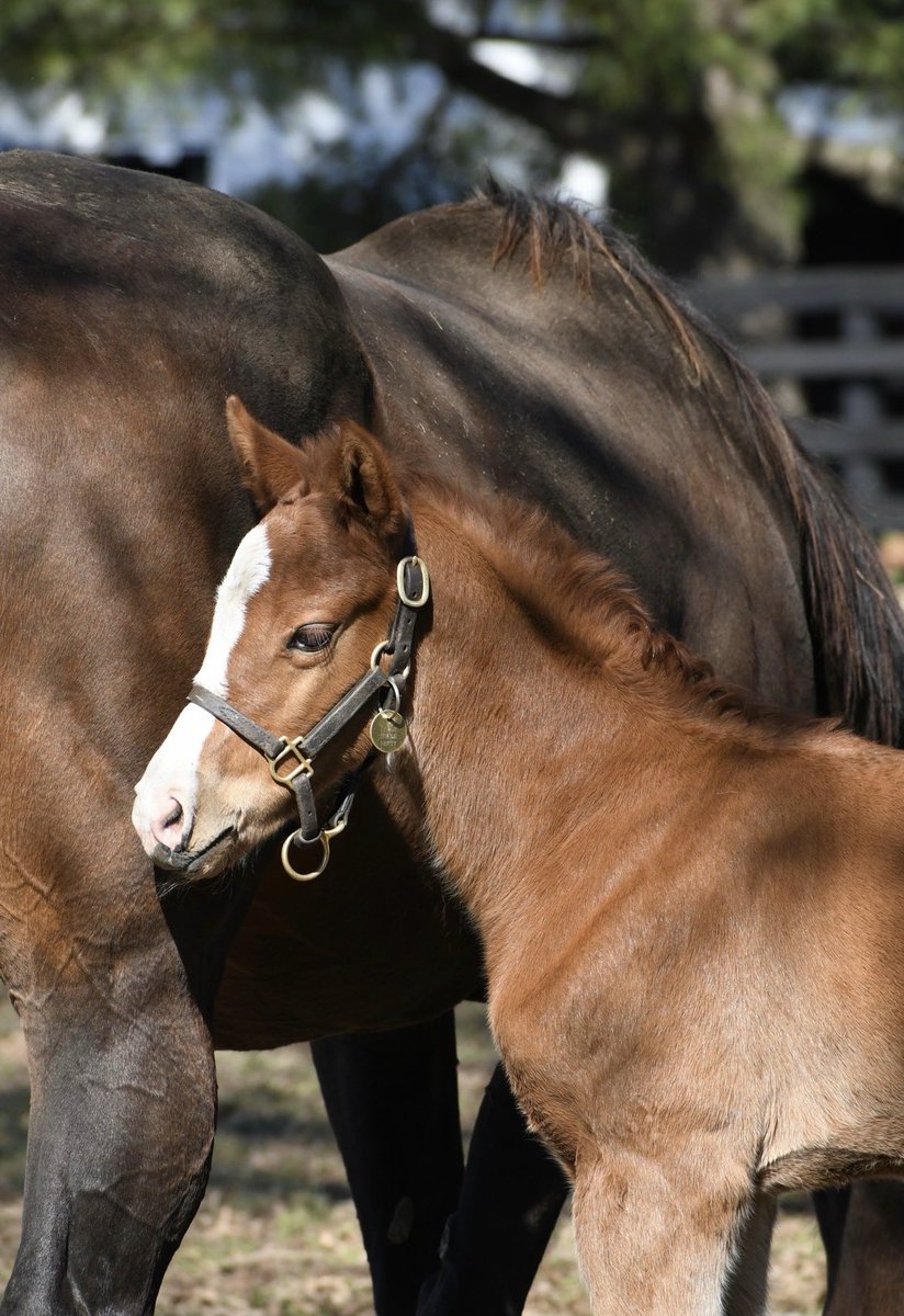LNJ Foxwoods tweet media