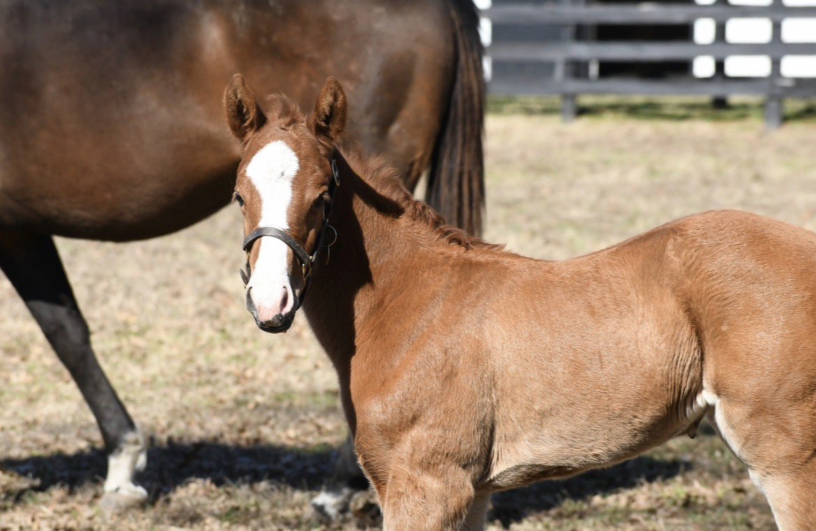 LNJ Foxwoods tweet media