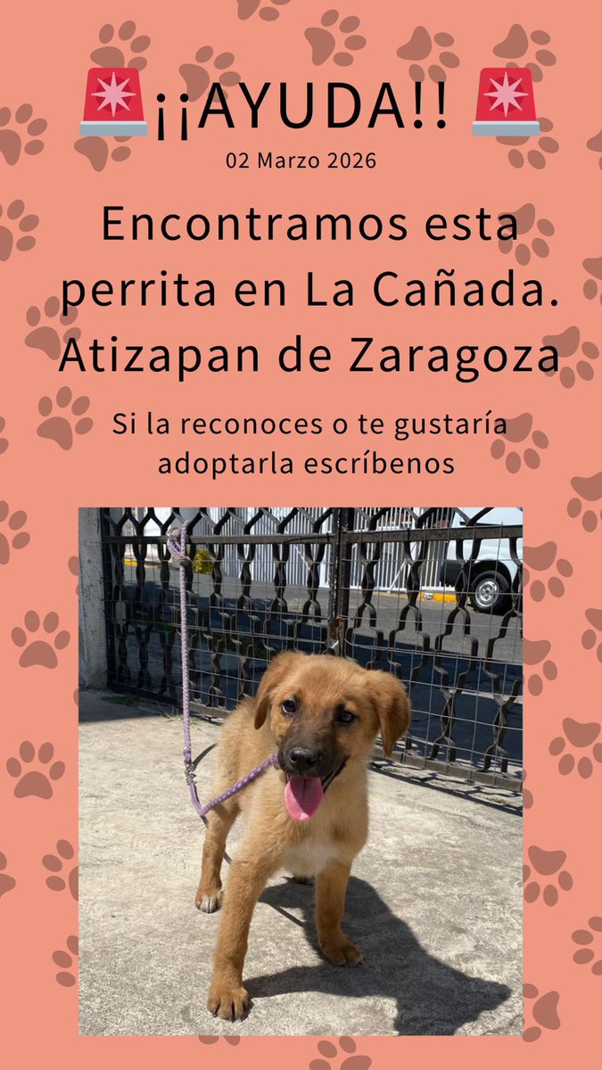 Luisa_mdb's tweet photo. Perrita encontrada en Atizapán, está en adopción, por si a alguien le interesa, contáctenme! https://t.co/NN2NOJon0i