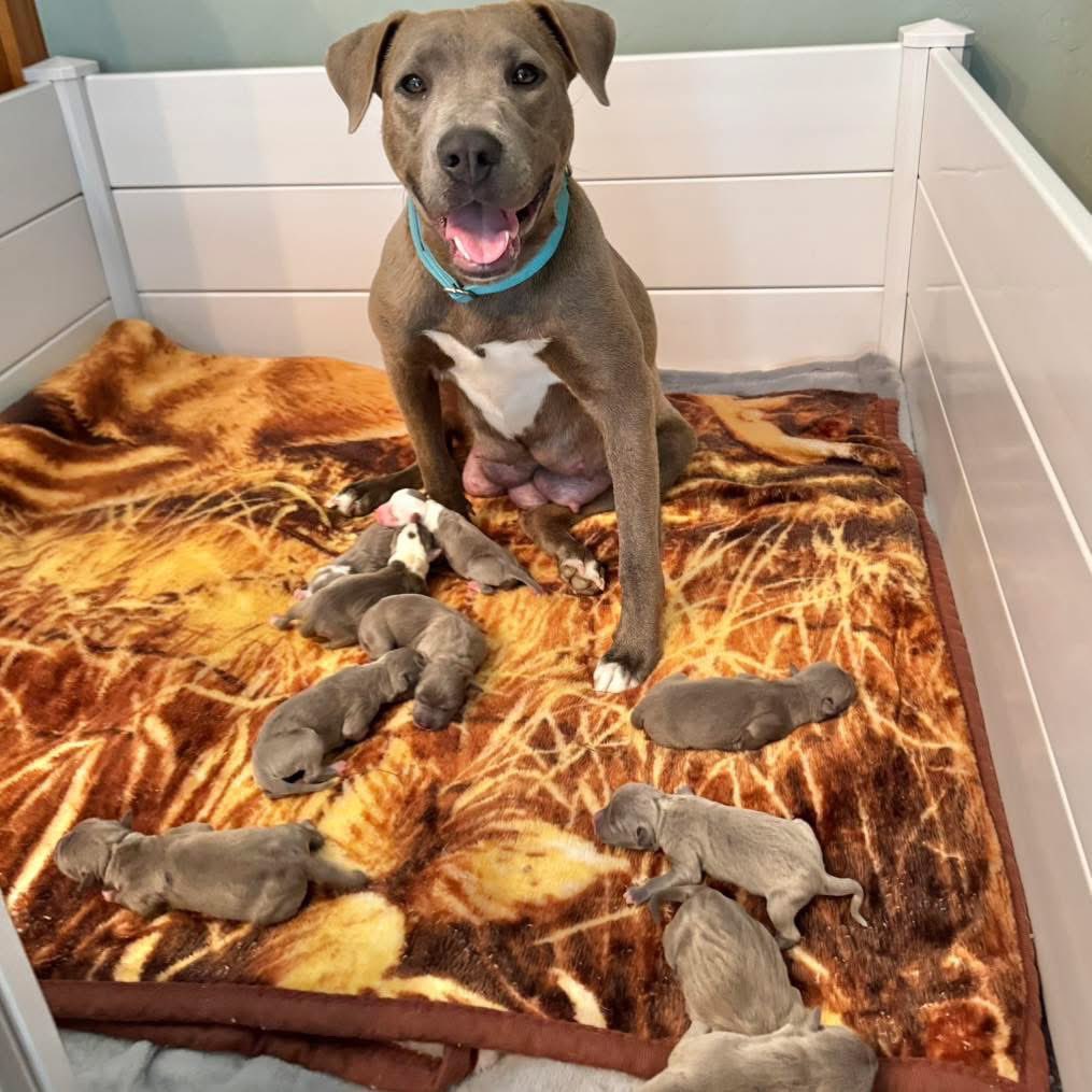 Because one compassionate foster stepped up and said yes, Mama Xena safely welcomed her beautiful family of ELEVEN overnight!

This is what happens when our community shows up. 💛 A heartfelt thank you to her incredible foster mom who stayed right by her side every step of the