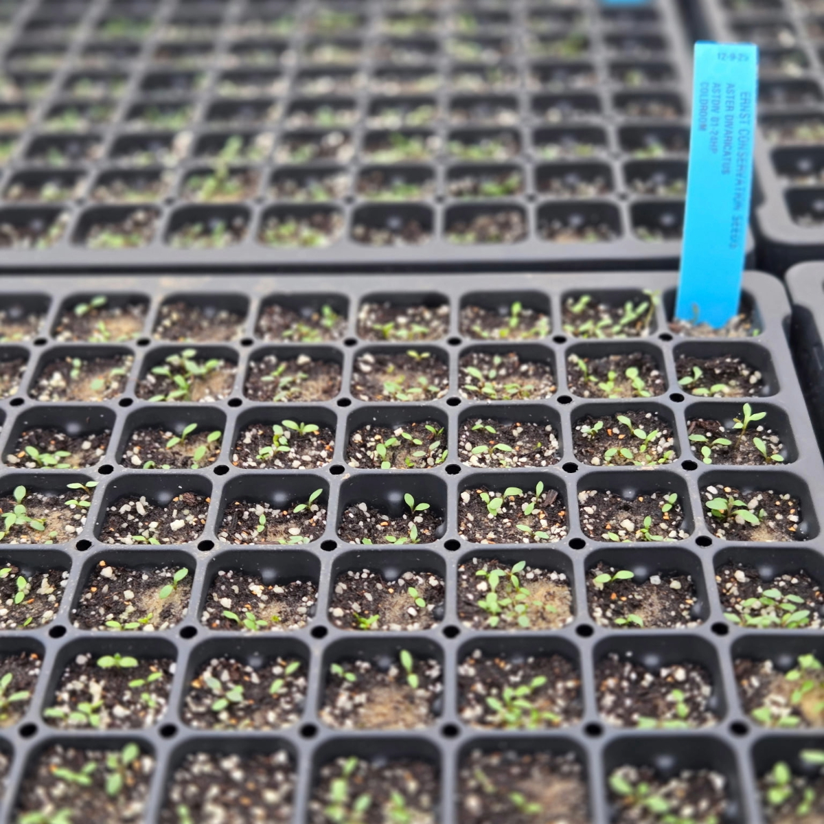 Ernst Seeds tweet media