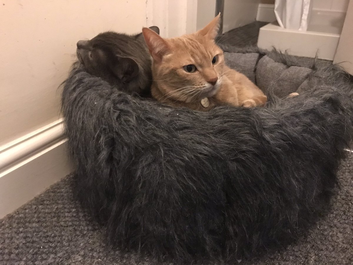 ianberriman's tweet photo. Totally adorable, even when I know full well that sitting on top of cat A is cat B’s well-worn strategy for forcing her out and getting the bed to herself. #catpic https://t.co/oqybIarf1R