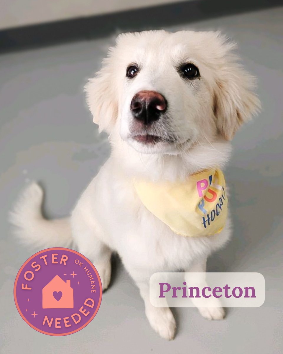 Oklahoma Humane Society tweet media