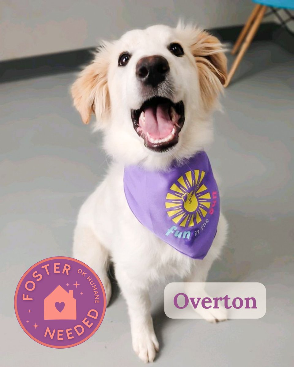 Oklahoma Humane Society tweet media