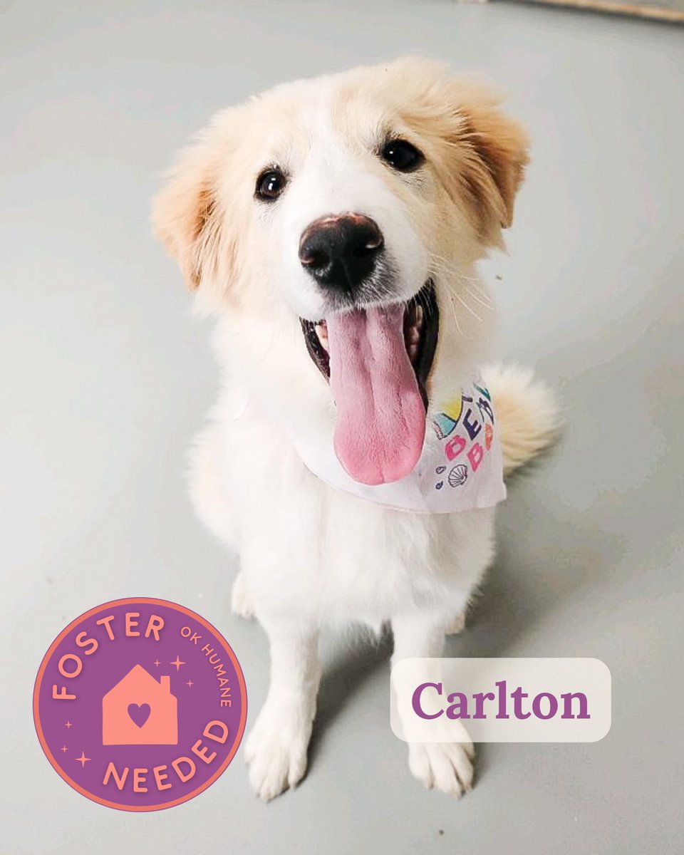 Oklahoma Humane Society tweet media