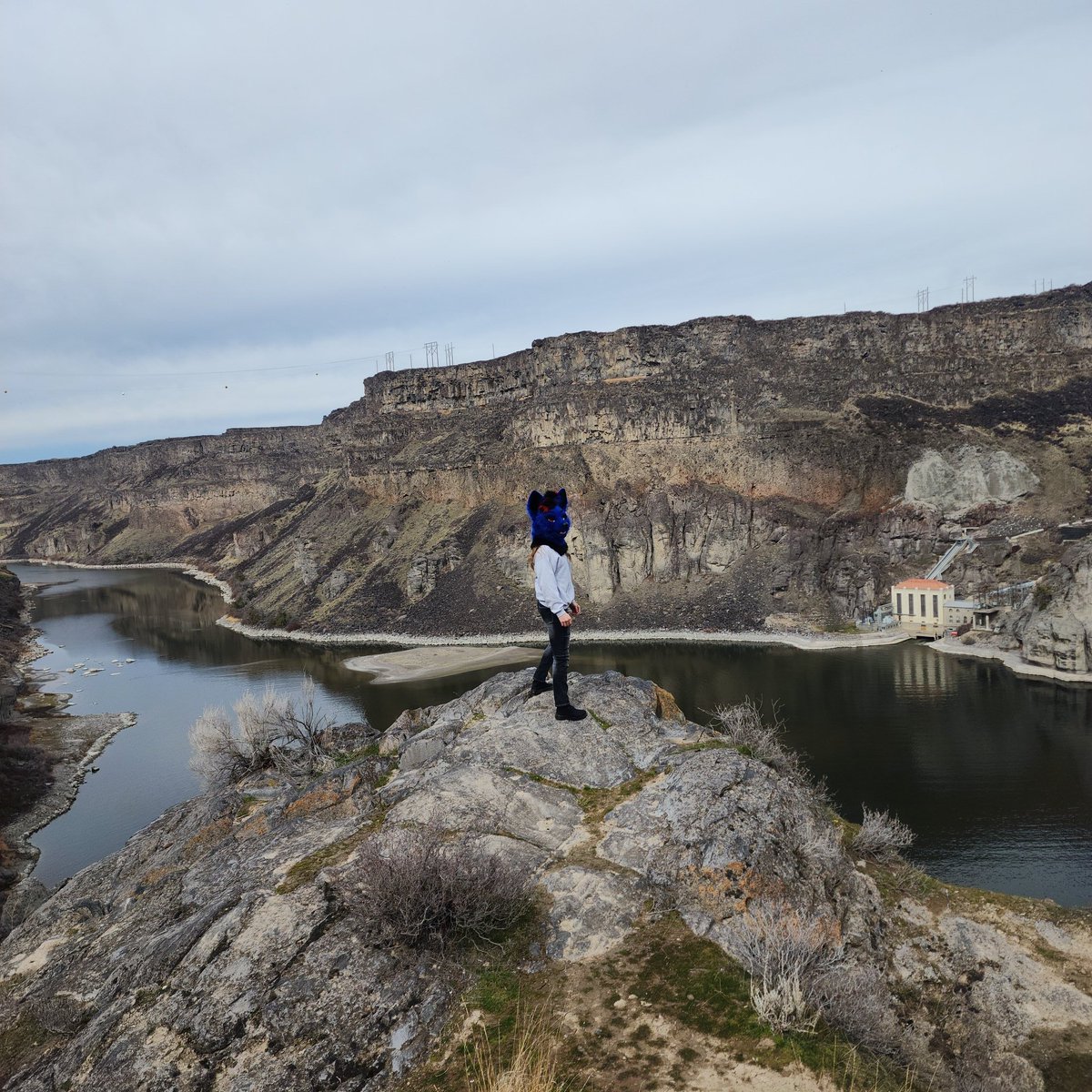 Schenker tweet media