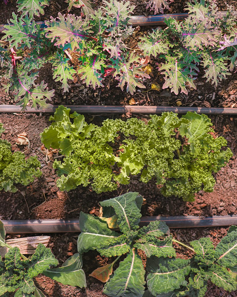 Hunger Task Force tweet media