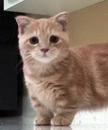 먼치킨                                    가까운치킨