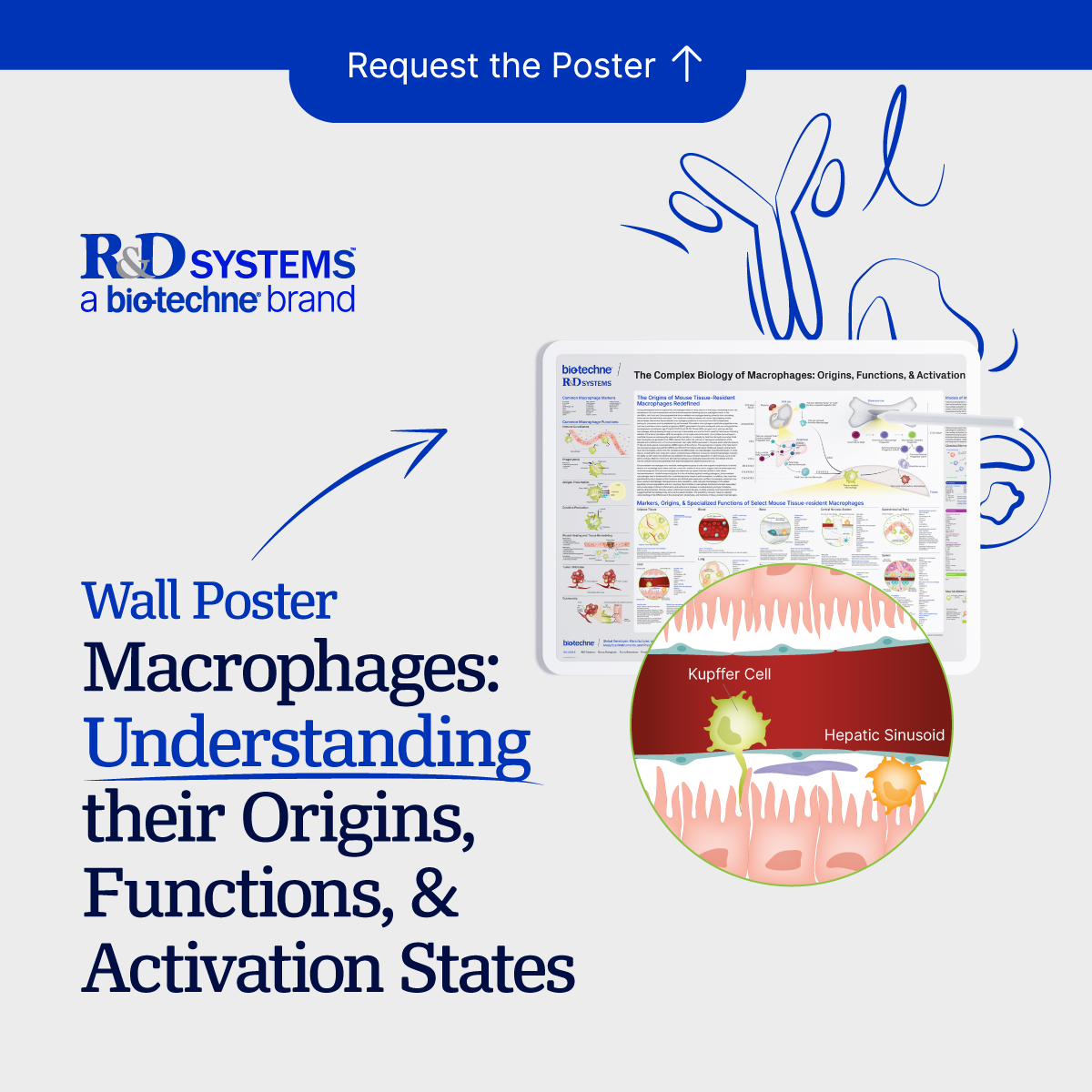 R&D Systems tweet media