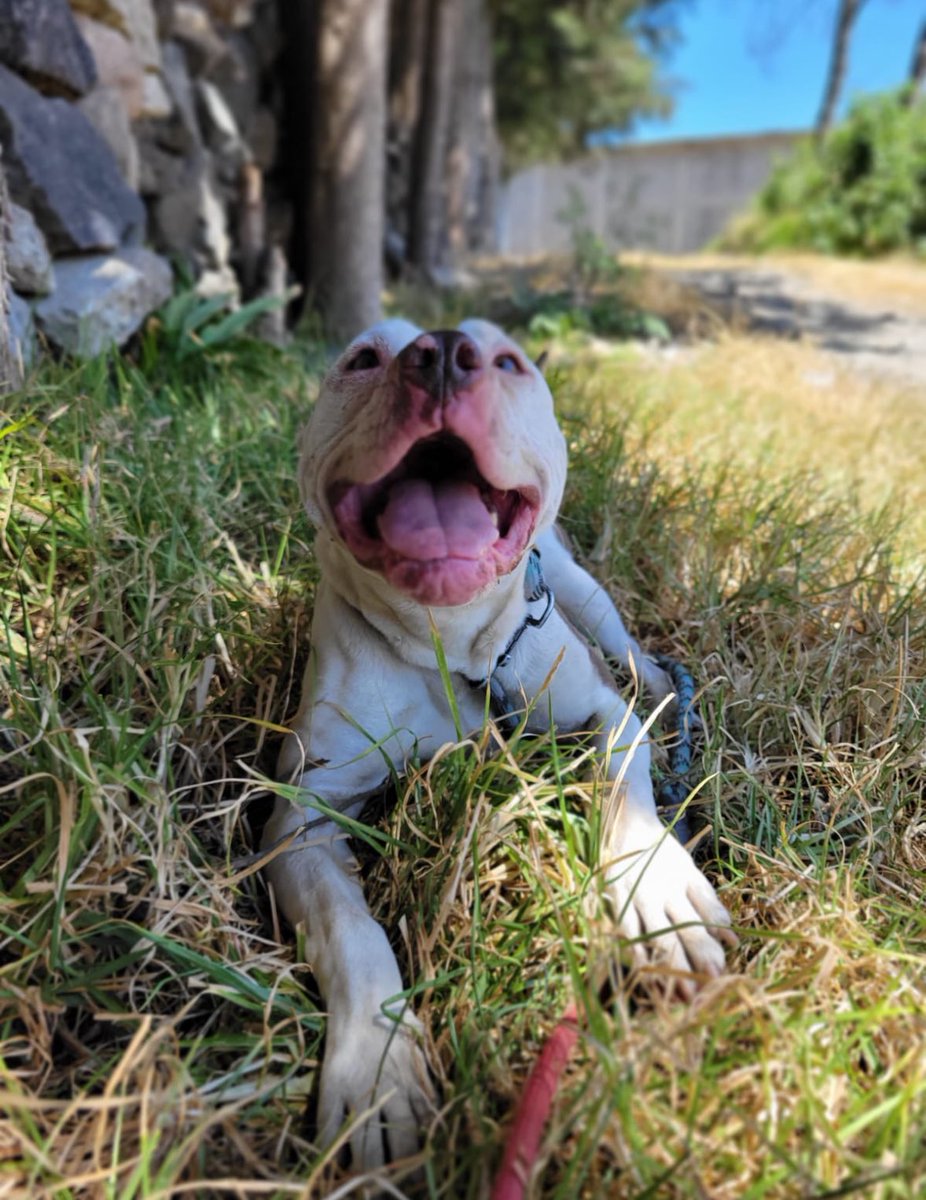 FundacionToby's tweet photo. Nuestro hermoso Viggo hoy 💙🙌🏼🐾
Es de los más sonrientes de la manada.
Pequeño, aguerrido… y sí, un poquito neurótico 🤭

Nunca ha tenido padrinos.
Nunca han preguntado por él.

Pero eso puede cambiar.

Tal vez hoy, entre todas las personas que vean este post,
haya alguien que lo elija.
Que decida apadrinar sus gastos.
Que quiera saber cómo está.
Que se convierta en su persona.

Quizá hoy sea su día. 🥺🤍
Con solo $500 al mes te conviertes en parte de su familia virtual 🤞🏼

Cuentas Toby

- BANCOMER
Cuenta: 0117412991
Clabe: 012180001174129915

- SANTANDER
 Cuenta: 60577008001
Clabe: 014180605770080014
 
- Mercado pago
Clabe: 722969010583593935
Tarjeta: 5428785111220215

- Paypal
https://t.co/2p5RQ0vIHW