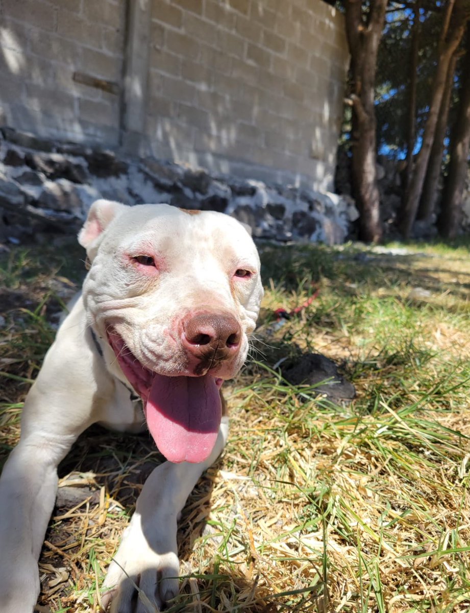 FundacionToby's tweet photo. Nuestro hermoso Viggo hoy 💙🙌🏼🐾
Es de los más sonrientes de la manada.
Pequeño, aguerrido… y sí, un poquito neurótico 🤭

Nunca ha tenido padrinos.
Nunca han preguntado por él.

Pero eso puede cambiar.

Tal vez hoy, entre todas las personas que vean este post,
haya alguien que lo elija.
Que decida apadrinar sus gastos.
Que quiera saber cómo está.
Que se convierta en su persona.

Quizá hoy sea su día. 🥺🤍
Con solo $500 al mes te conviertes en parte de su familia virtual 🤞🏼

Cuentas Toby

- BANCOMER
Cuenta: 0117412991
Clabe: 012180001174129915

- SANTANDER
 Cuenta: 60577008001
Clabe: 014180605770080014
 
- Mercado pago
Clabe: 722969010583593935
Tarjeta: 5428785111220215

- Paypal
https://t.co/2p5RQ0vIHW