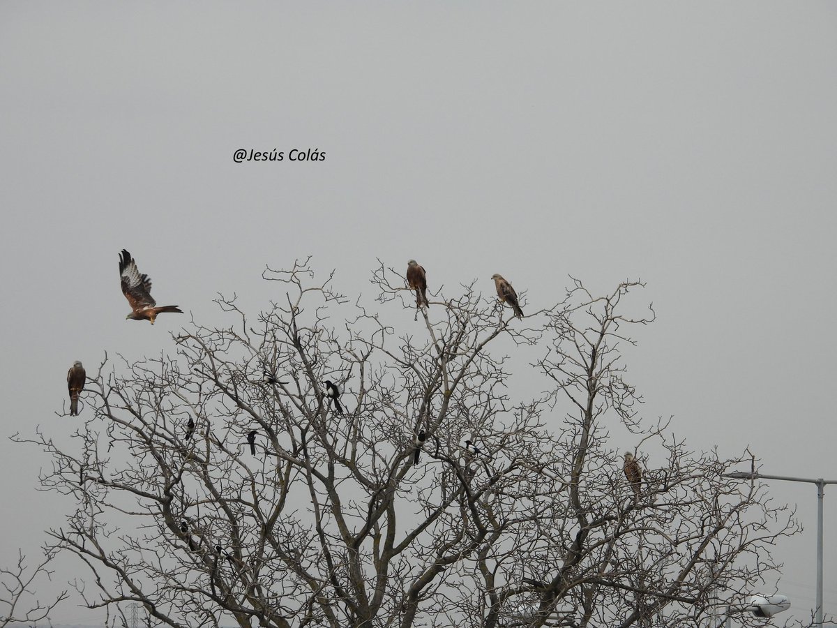 Jesús Colás tweet media