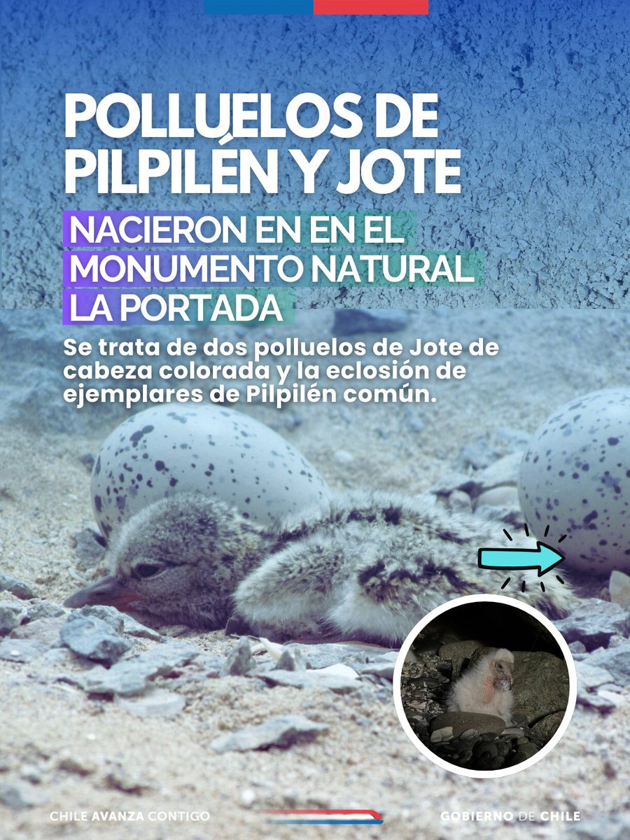 CONAF - Corporación Nacional Forestal tweet media