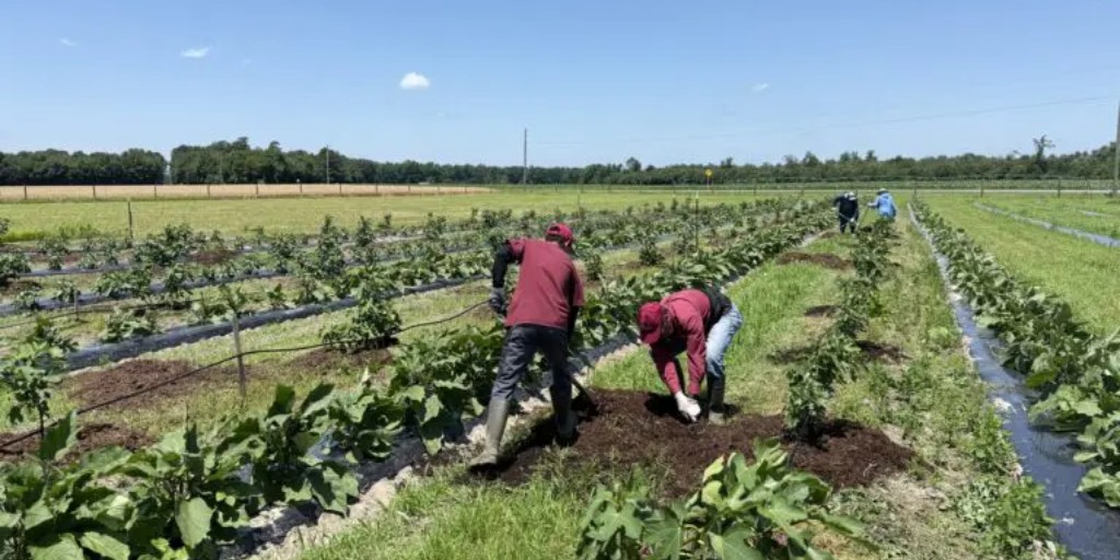 umesextension tweet media