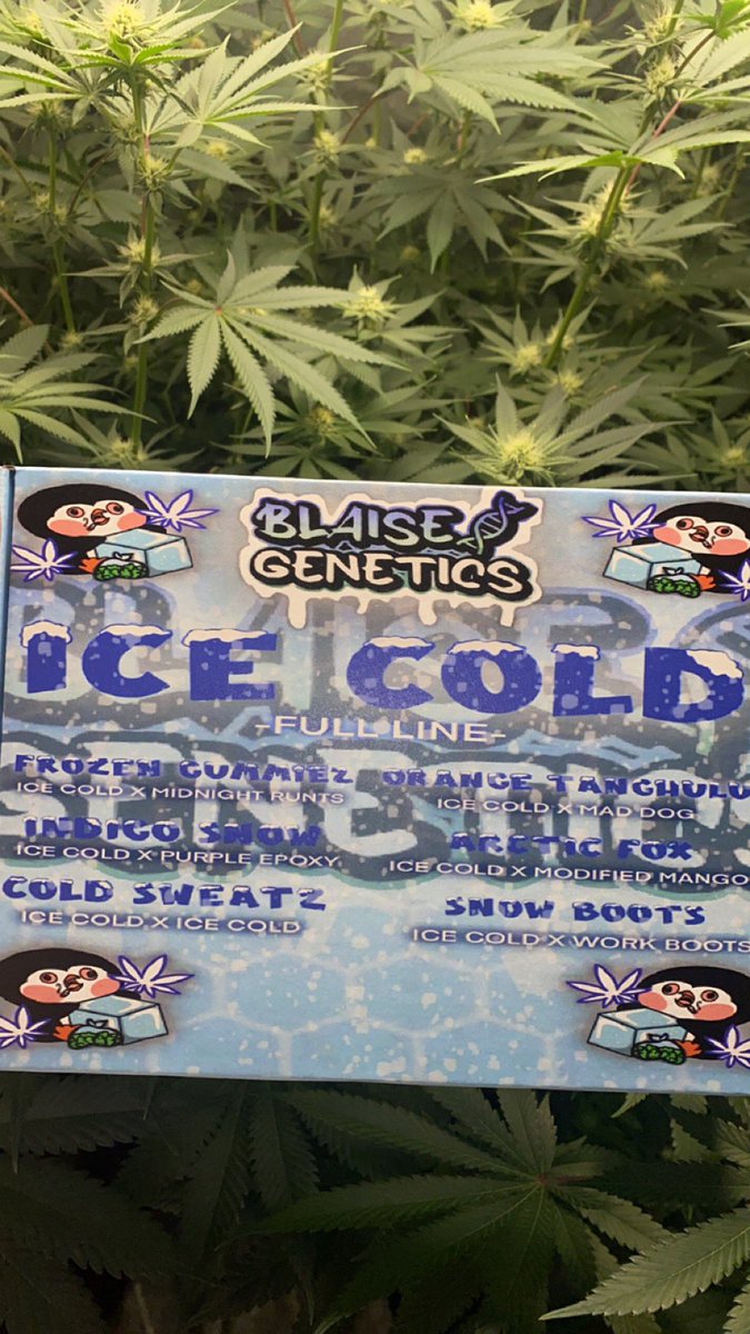 Blaise Genetics tweet media