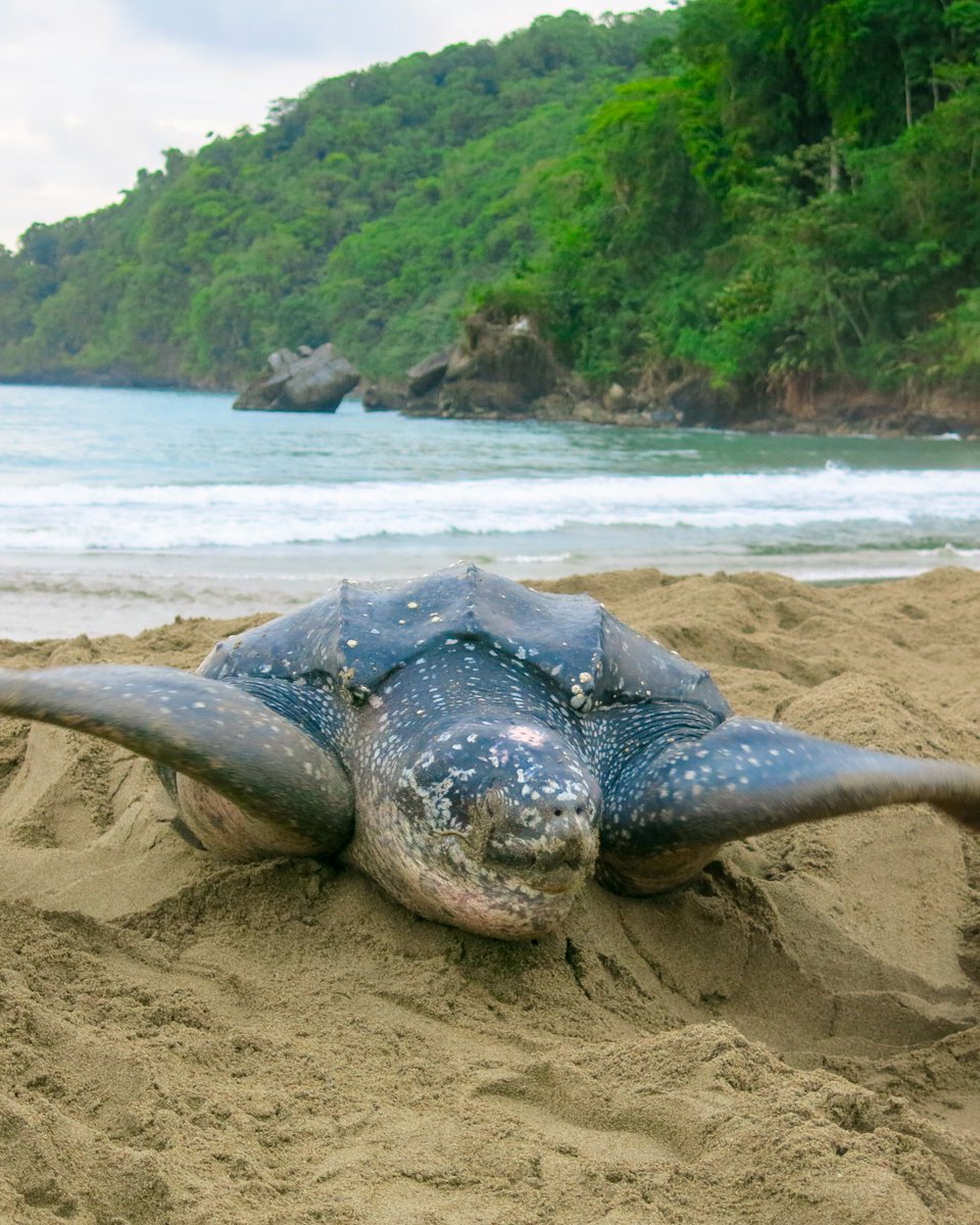 visit_tobago's tweet photo. Turtle-watching season is here in Tobago 🐢
From March to September, beaches like Stonehaven Bay and Turtle Beach welcome nesting turtles — and lucky visitors may even spot hatchlings heading to sea. 🏝️
📸: Olivier Ané
#TobagoBeyond | #101ReasonsTobago | #VisitTobago https://t.co/58op3oDI3e