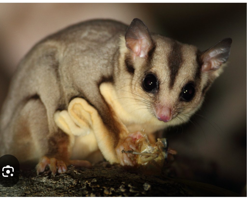 Hazel from Entrelac Yarns🇯🇪 tweet media