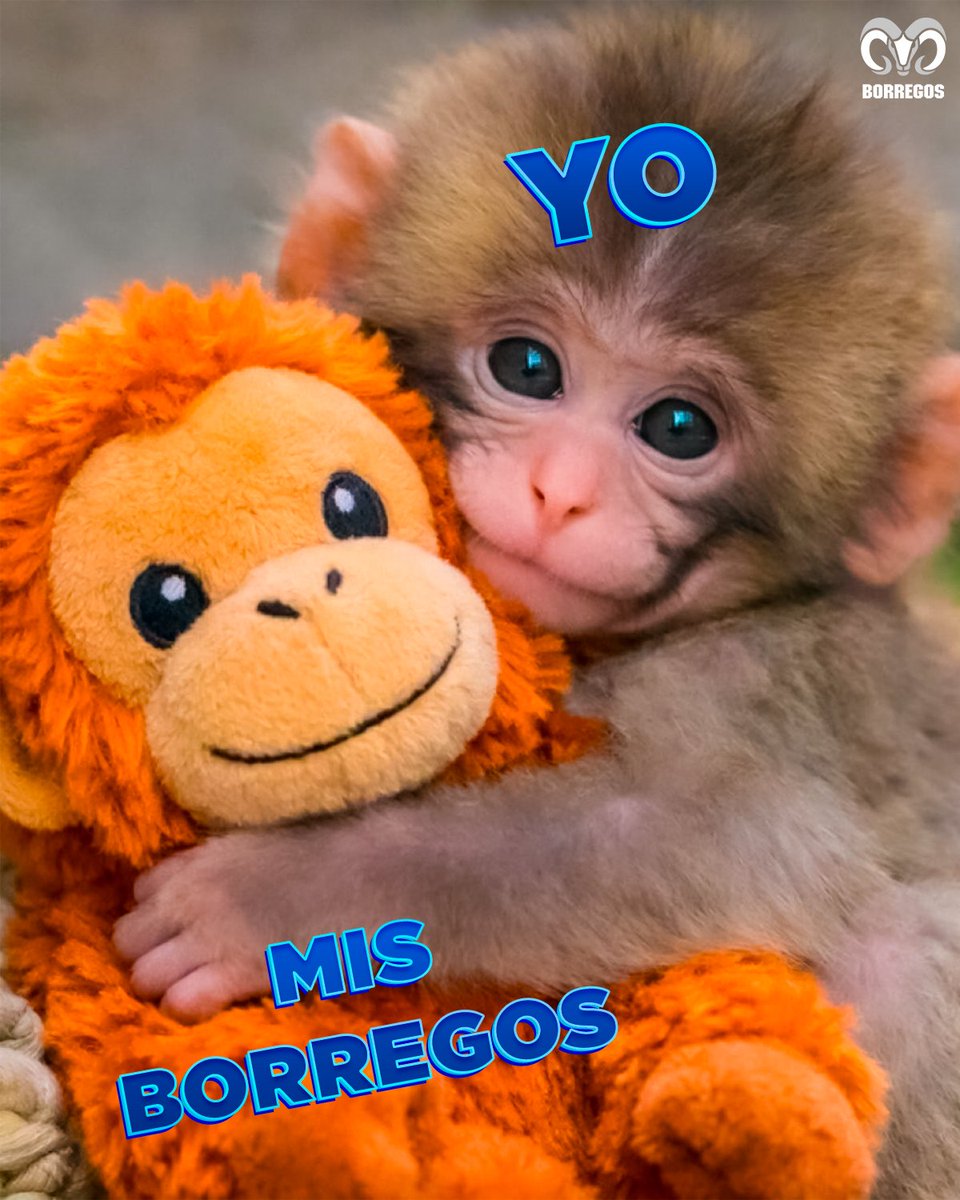 Borregos Tec tweet media