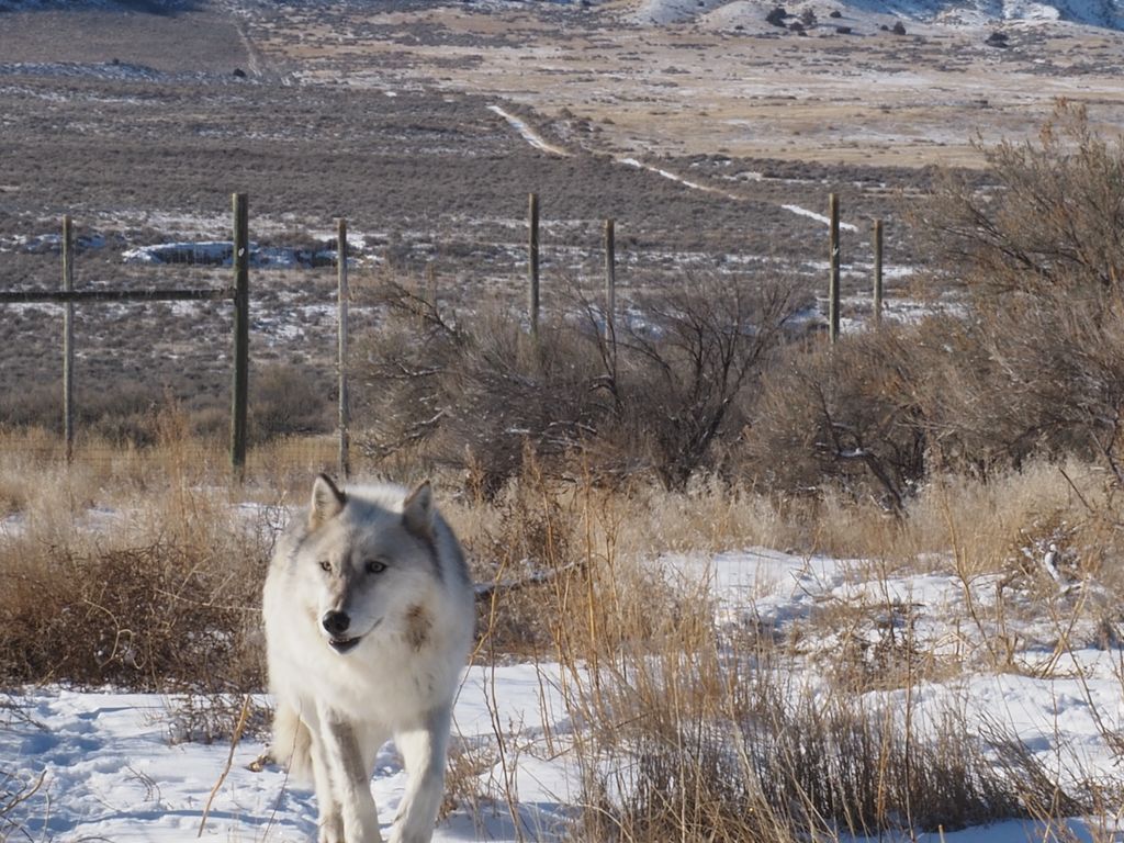 Wolf Haven International tweet media