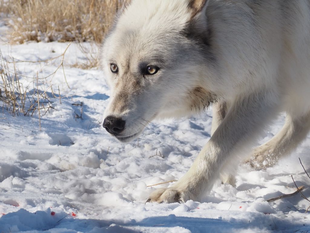 Wolf Haven International tweet media