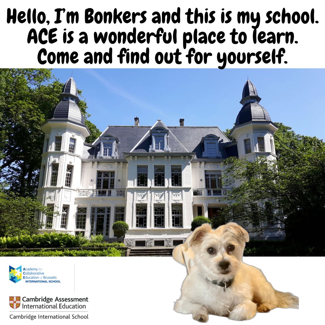 ACE of BRUSSELS INTERNATIONAL SCHOOL tweet media