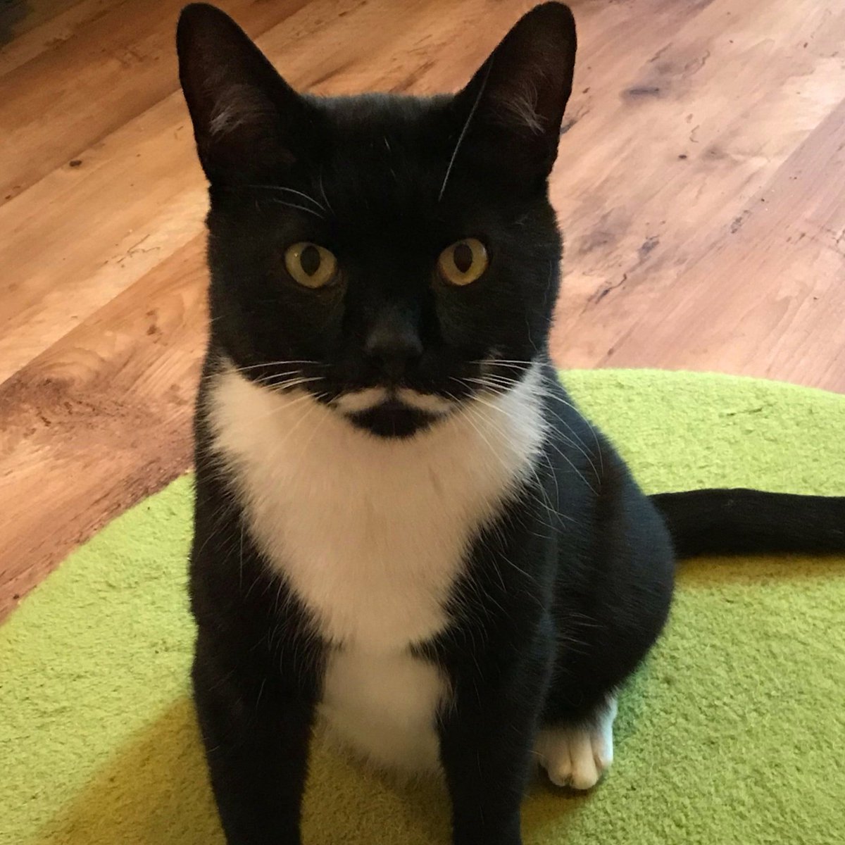 Moustache Cat tweet media