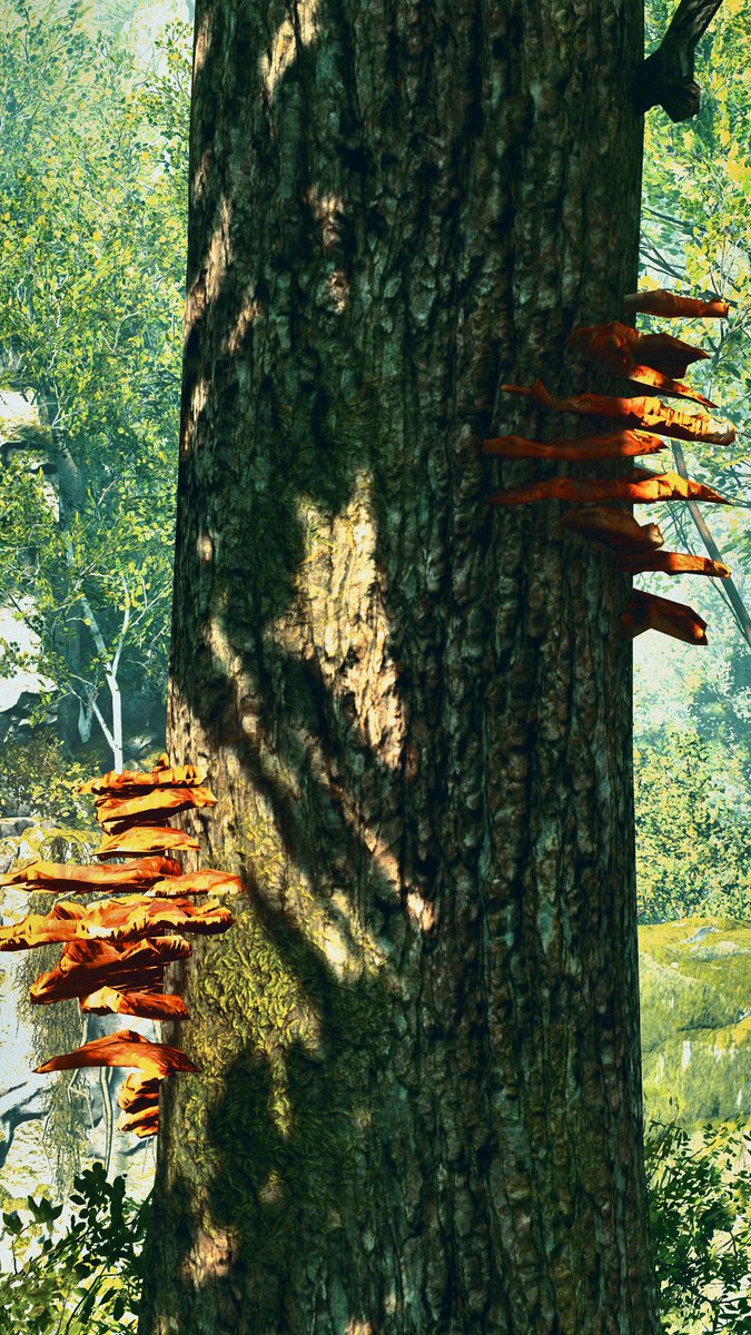 Adamir Sefwick tweet media