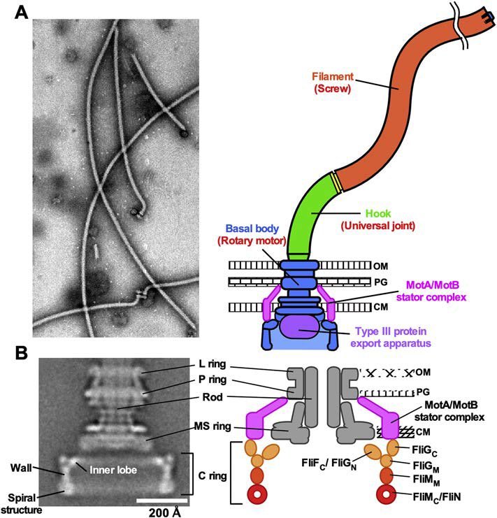 <a href="/JacobAShell/">Jacob Shell</a> Electron microscopy does reveal a nice clean rotor structure.